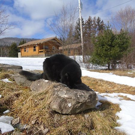 Cajun Cedar Log Cottages Margaree Forks Exteriér fotografie