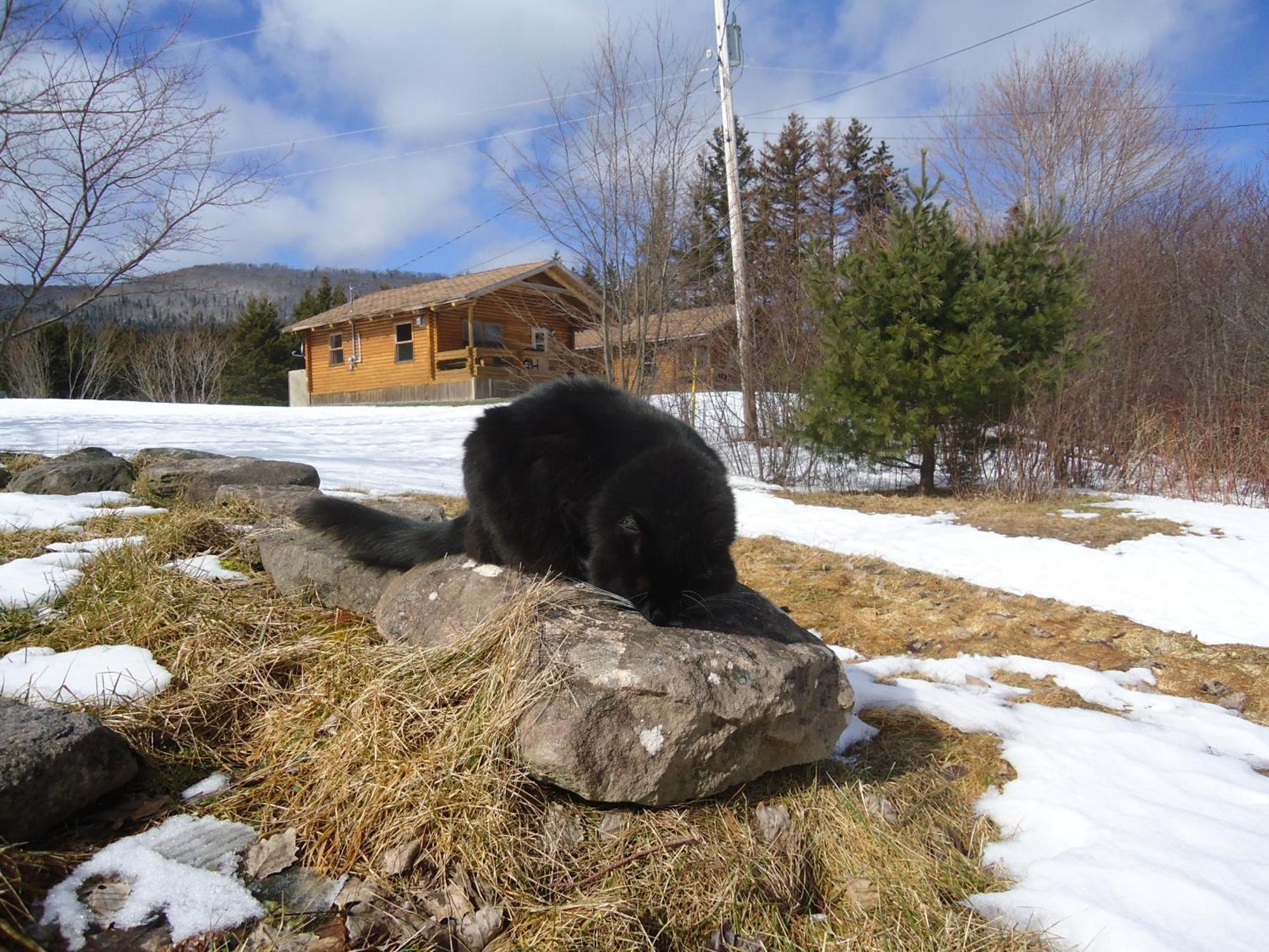 Cajun Cedar Log Cottages Margaree Forks Exteriér fotografie
